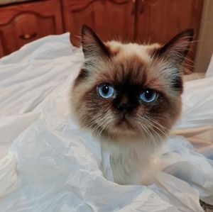 Meet your Posher, Deema